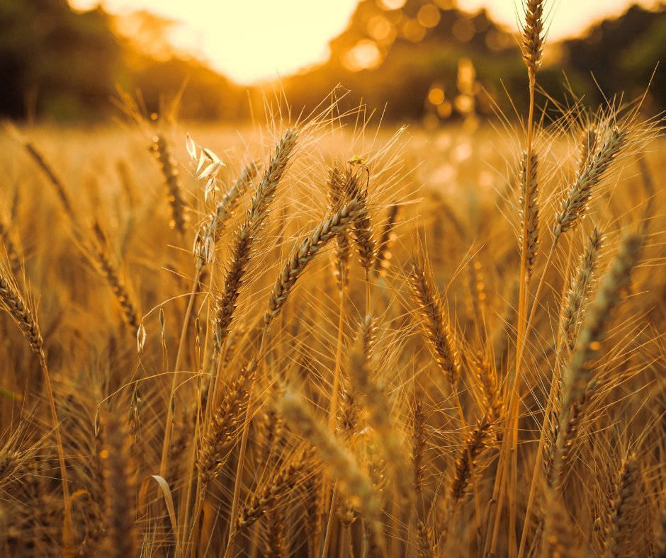 Golden wheat fields at sunset — CFI Industries services for breweries, distilleries, mills and food processing plants in Quebec.